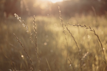 spikelets of grass in a meadow in bright sunlight with a blurred background and highlights