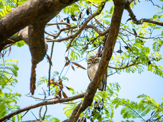 Spotted Owlet, Athene Brama at Wachirabenchathat Public Park Bangkok Thailand