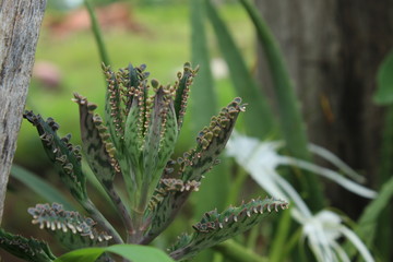 beautiful plant in the garden