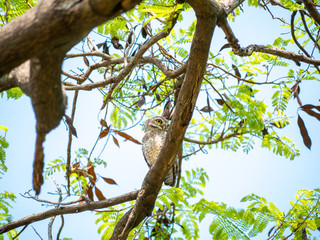 Fototapeta na wymiar Spotted Owlet, Athene Brama at Wachirabenchathat Public Park Bangkok Thailand