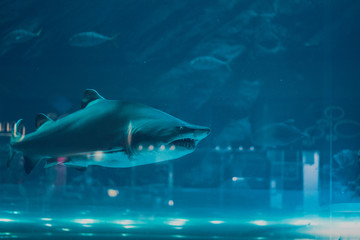 Shark and small fishes swimming in aquarium - deep blue shades.