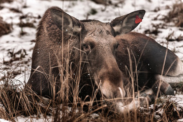 female moose lies on snowy ground