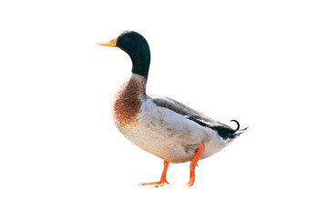 mallard duck isolated on white