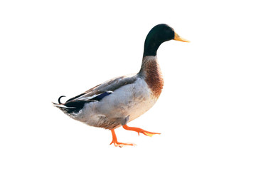 Duck walking isolated on white