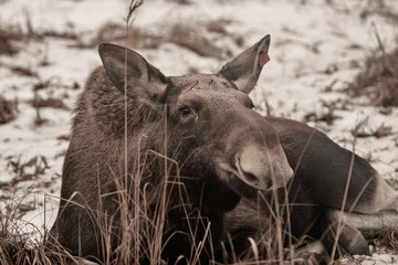 female moose lies on snowy ground