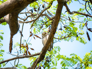 Spotted Owlet, Athene Brama at Wachirabenchathat Public Park Bangkok Thailand