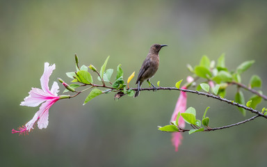 Dusky Honeyeater