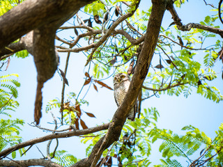Spotted Owlet, Athene Brama at Wachirabenchathat Public Park Bangkok Thailand