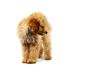 Beige poodle dog on a white background
