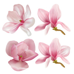 Collection of magnolia isolated on white background. Hand drawn graphic 