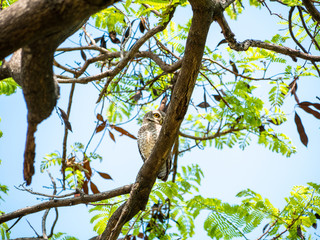Spotted Owlet, Athene Brama at Wachirabenchathat Public Park Bangkok Thailand