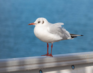 Seagull with the sea in the background