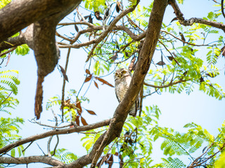 Spotted Owlet, Athene Brama at Wachirabenchathat Public Park Bangkok Thailand