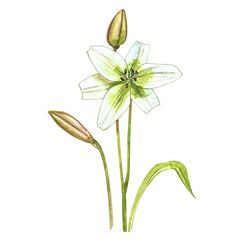 Obraz premium Watercolor white lilies. Wild flower set isolated on white. Botanical watercolor illustration, white lilies bouquet, rustic lilies flowers.