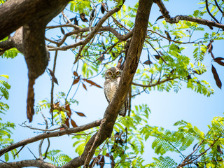 Spotted Owlet, Athene Brama at Wachirabenchathat Public Park Bangkok Thailand