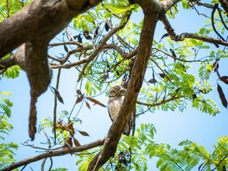 Spotted Owlet, Athene Brama at Wachirabenchathat Public Park Bangkok Thailand
