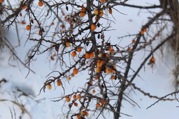 Sea buckthorn berries remained on branches until winter