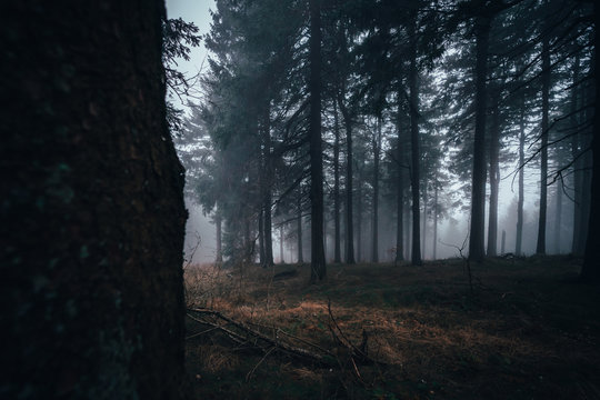 Vordergrund Baum mit Nebel