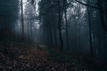 Naklejka premium Wald im Nebel
