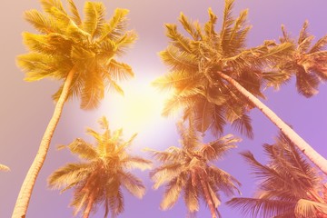 Fototapeta na wymiar Palm tree background