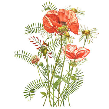 Watercolor red poppies. Wild flower set isolated on white. Botanical watercolor illustration, red poppies bouquet, rustic poppy flowers.