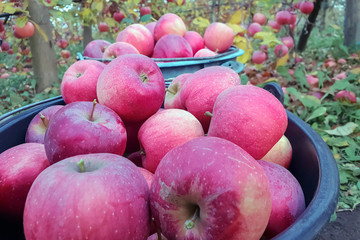 Close-up of large red apples harvested in an apple orchard. Harvest