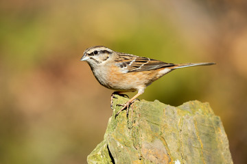 Rock bunting, Emberiza cia, perched on a rock with unfocused background