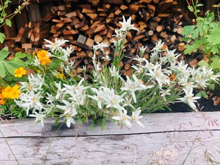 white flowers in the garden