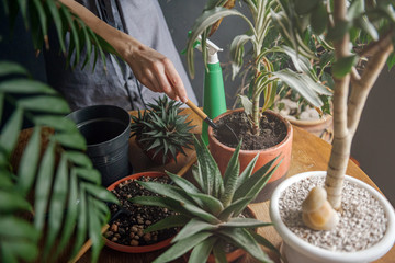 woman caring for home plants. changes the soil, cleans dust from leaves, fertilizes the soil.
