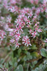 Stonecrop Tricolor