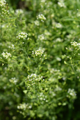Shepherds purse