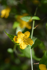 Japanese marigold bush