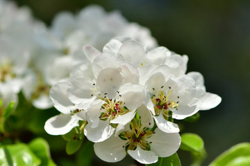 Fototapeta premium kwiaty gruszy