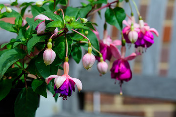 Delicate pink and purple fuchsia flowers in a garden pot on a sunny summer day, photographed with...