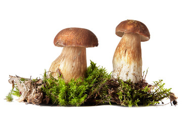 Fresh ceps on moss isolated on white