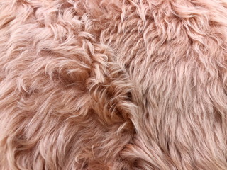 Brown long hair fur for background or texture