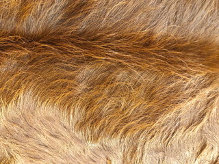 Fur cow leather texture background