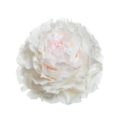 Tender pink and white peony flower isolated on white background.