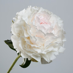 Tender pink and white peony flower isolated on gray background.