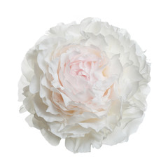 Tender pink and white peony flower isolated on white background.