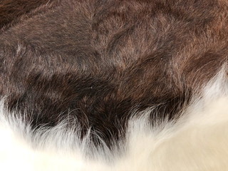 Fur cow leather texture background