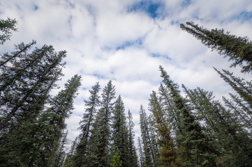Treetop of pine tree with cloudy in blue sky