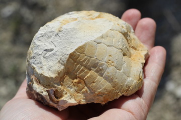 traces of fossils on a stone in a human hand © Yulia