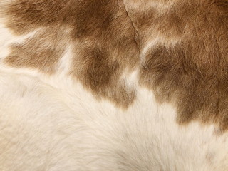 Obraz premium Fur cow leather texture background
