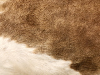 Fur cow leather texture background
