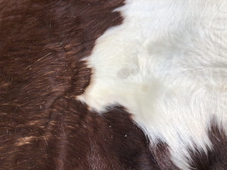 Black and white Fur cow leather texture background