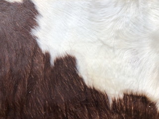 Black and white Fur cow leather texture background