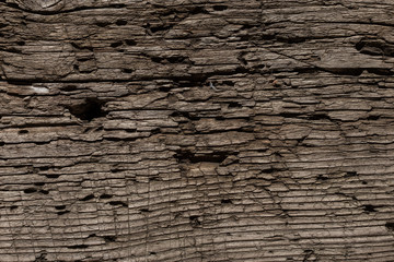 A very old shabby and battered wooden background with deep cuts from a knife and traces of blows from an ax. Damaged tree by insects. A wooden board lying under the sun, snow, rain and wind. 