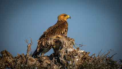 Eastern Imperial Eagle
