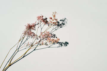 Dried wild flowers on white table background top view.